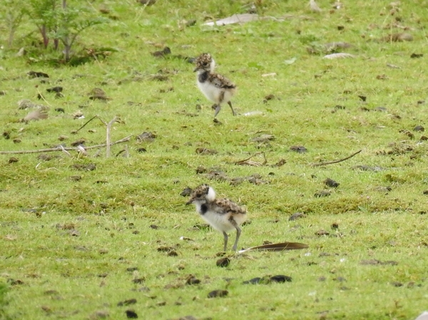 Lapwing