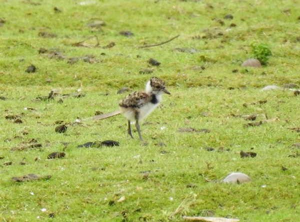 Lapwing