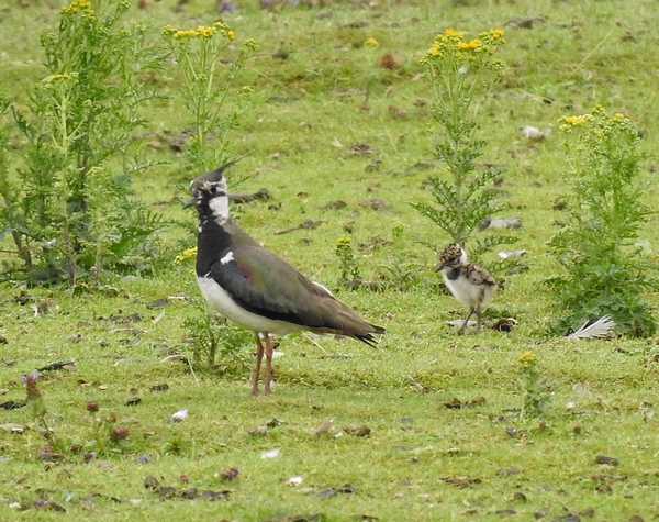 Lapwing