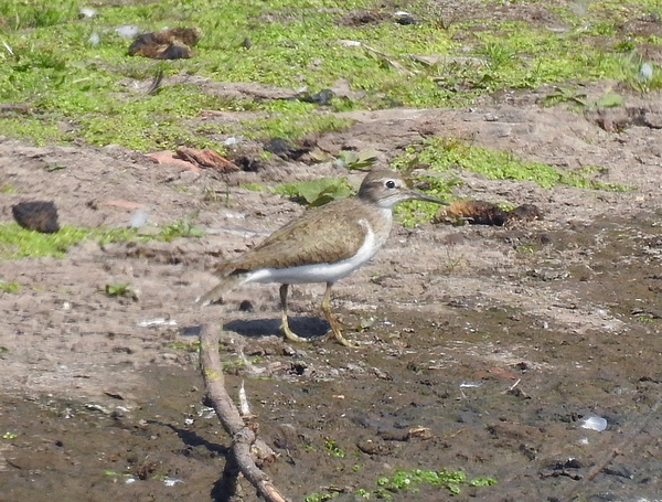 Common Sandpiper