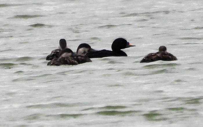 Common Scoter