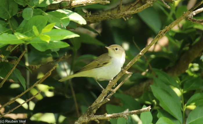 Western Bonelli's Warbler