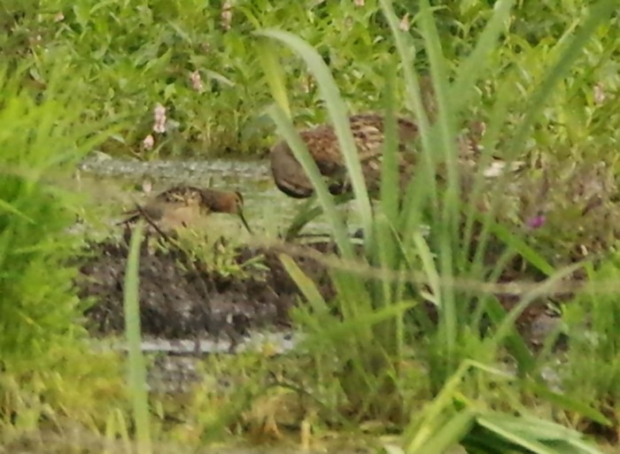 Long-billed Dowitcher