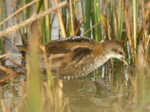 Little Crake