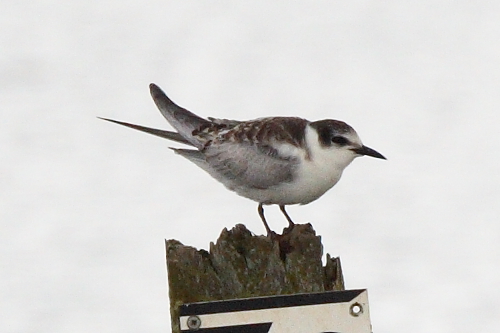 Whiskered Tern