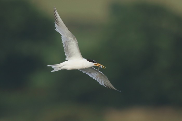 Elegant Tern