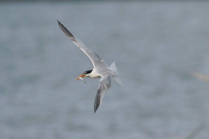 Elegant Tern