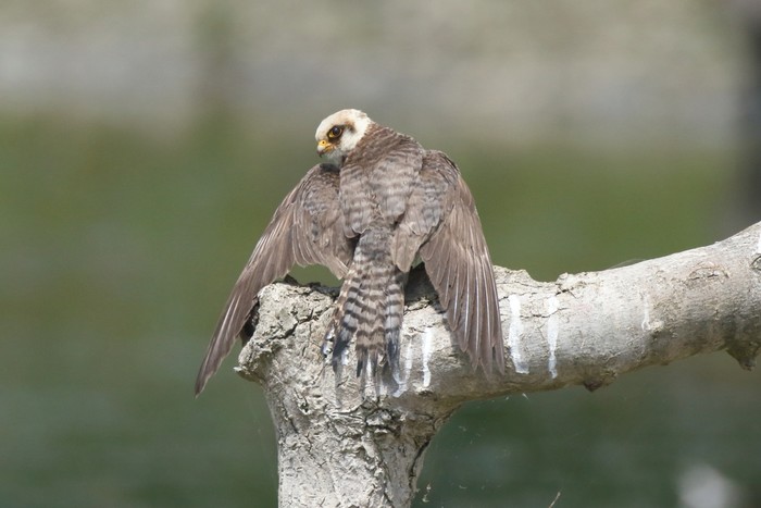 Red-footed Falcon