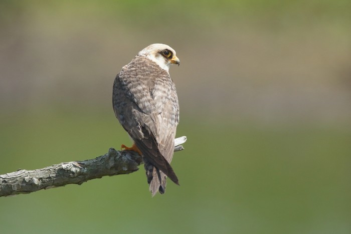 Red-footed Falcon
