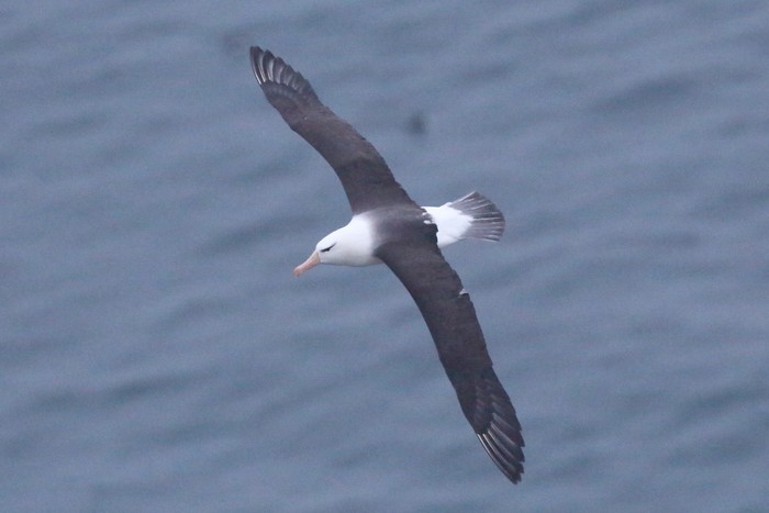 Black-browed Albatross