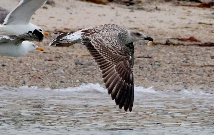 Yellow-legged Gull