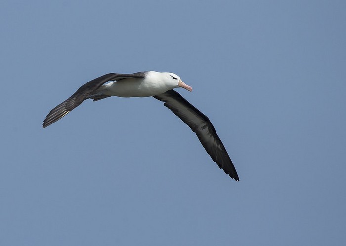 Black-browed Albatross