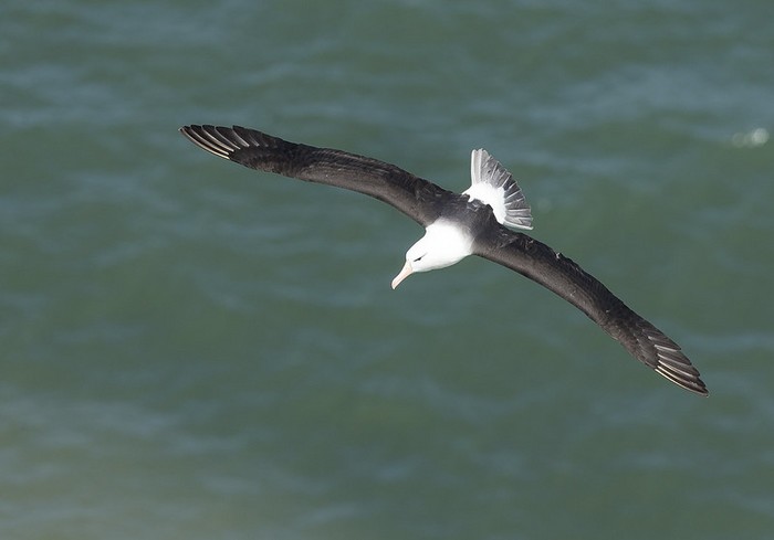 Black-browed Albatross