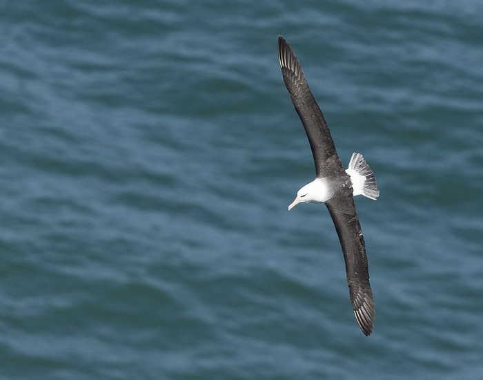Black-browed Albatross