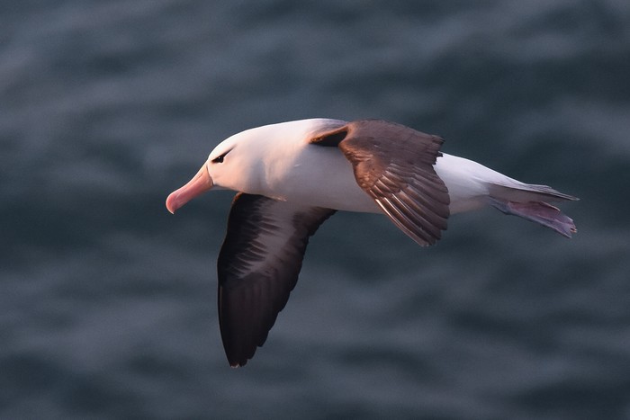 Black-browed Albatross