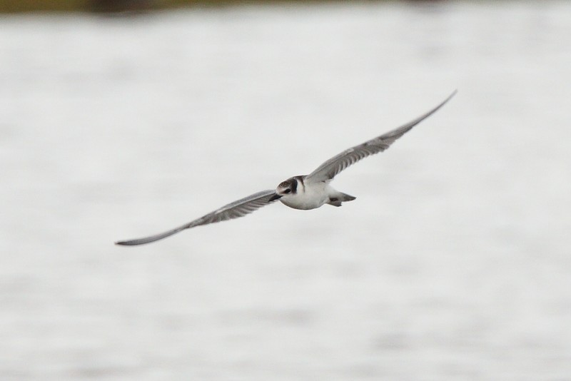 Whiskered Tern