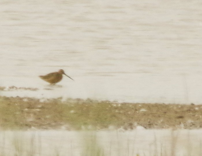 Long-billed Dowitcher