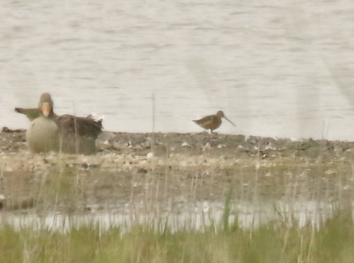 Long-billed Dowitcher