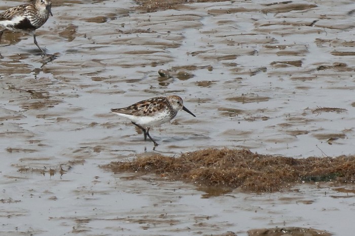 Western Sandpiper