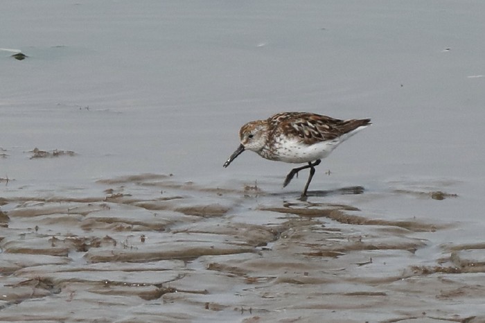 Western Sandpiper