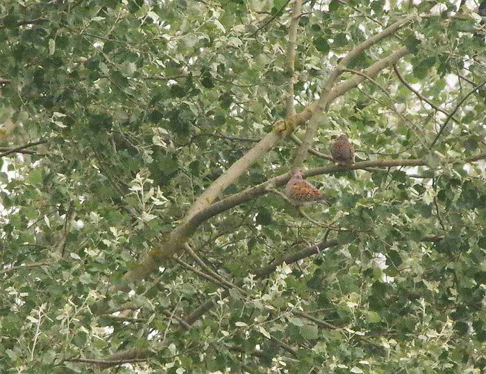 Turtle Dove