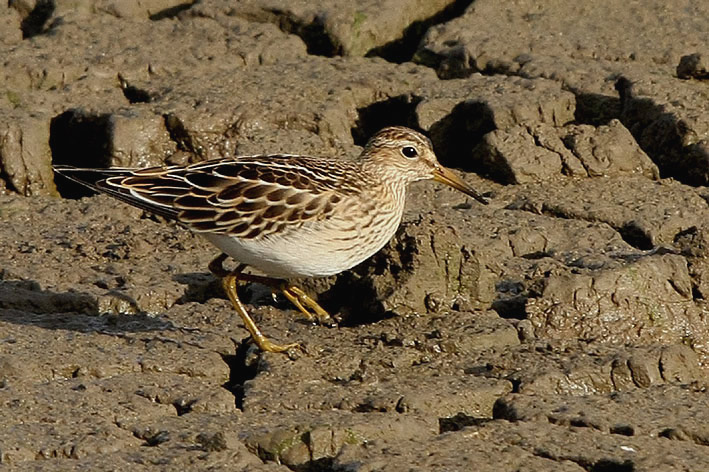 Pectoral Sandpiper