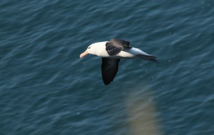 Black-browed Albatross
