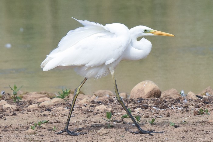 Great White Egret