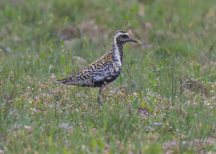 Pacific Golden Plover