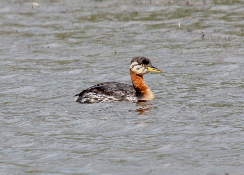 Red-necked Grebe