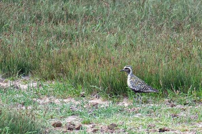 Pacific Golden Plover