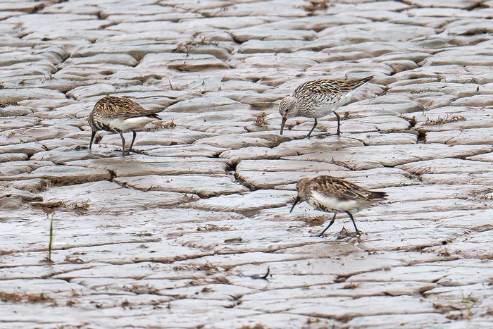 White-rumped Sandpiper