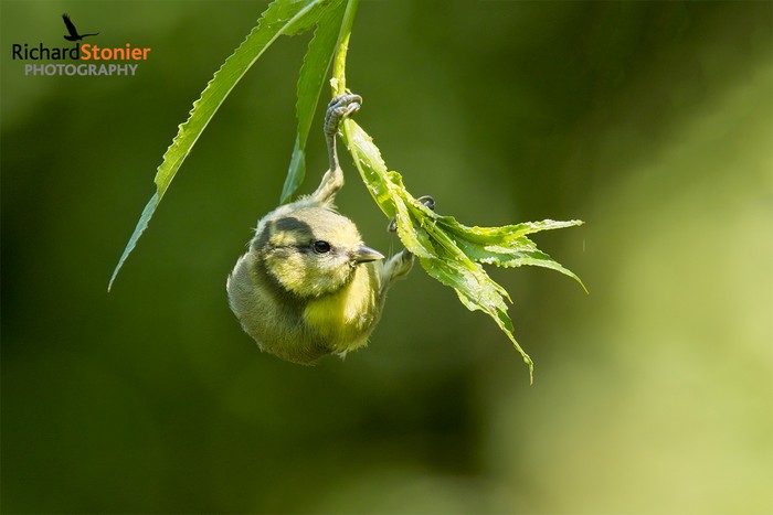 Blue Tit
