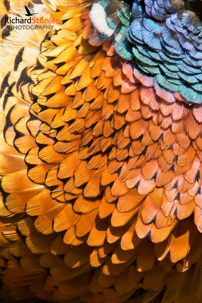 Pheasant