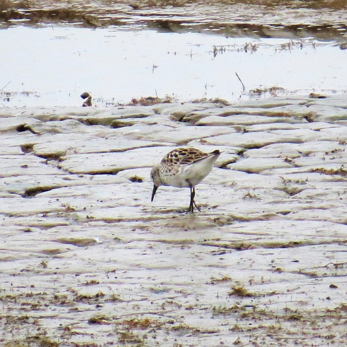 White-rumped Sandpiper