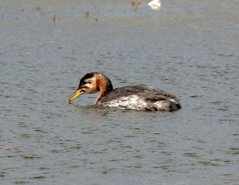 Red-necked Grebe