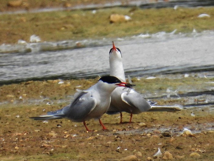 Common Tern