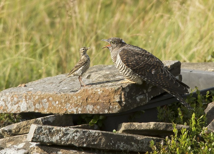 Cuckoo