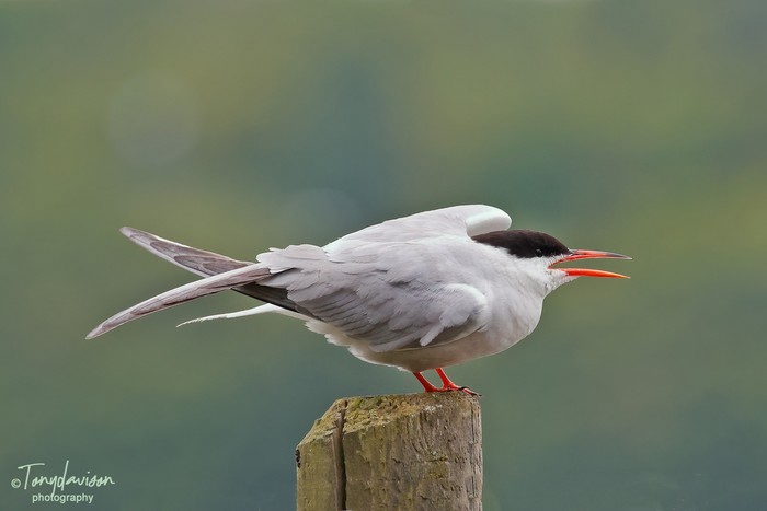 Common Tern
