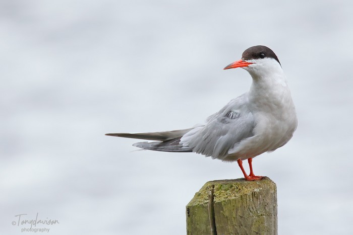 Common Tern