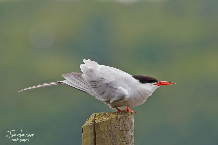 Common Tern