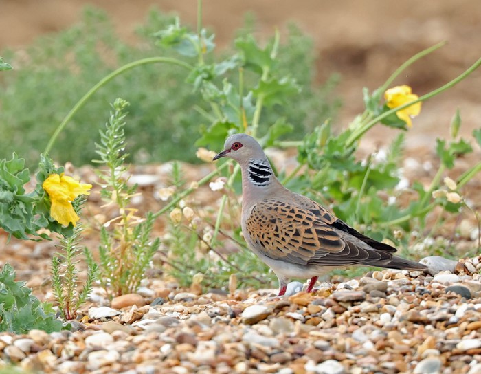 Turtle Dove