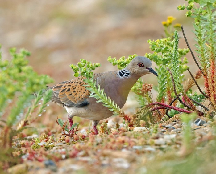 Turtle Dove