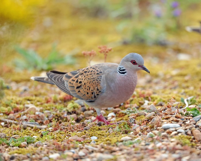 Turtle Dove