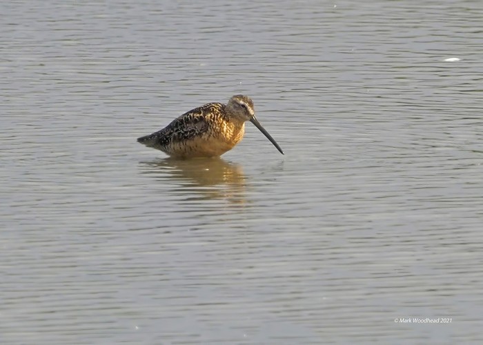 Long-billed Dowitcher