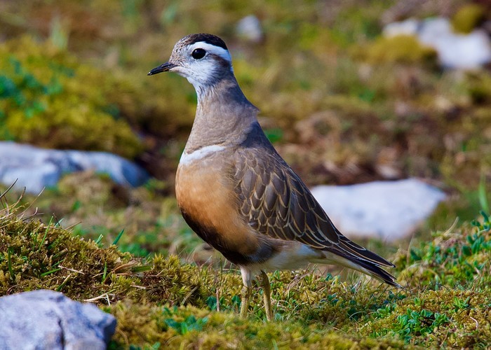 Dotterel