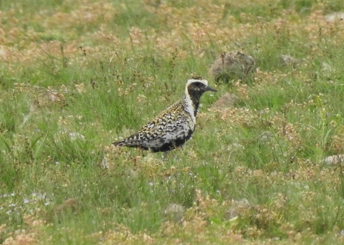 Pacific Golden Plover