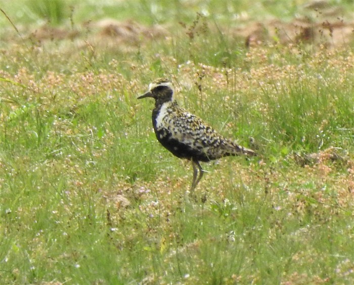 Pacific Golden Plover