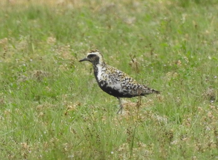 Pacific Golden Plover