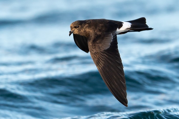 Wilson's Petrel